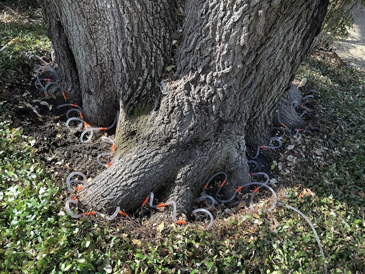 Detailed Tree Cabling and Bracing job site in Webb City
