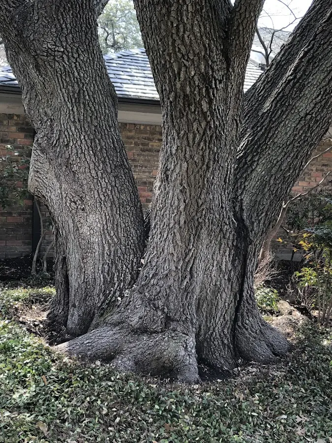 Mature heritage tree close to a Webb City property cared for by certified arborists